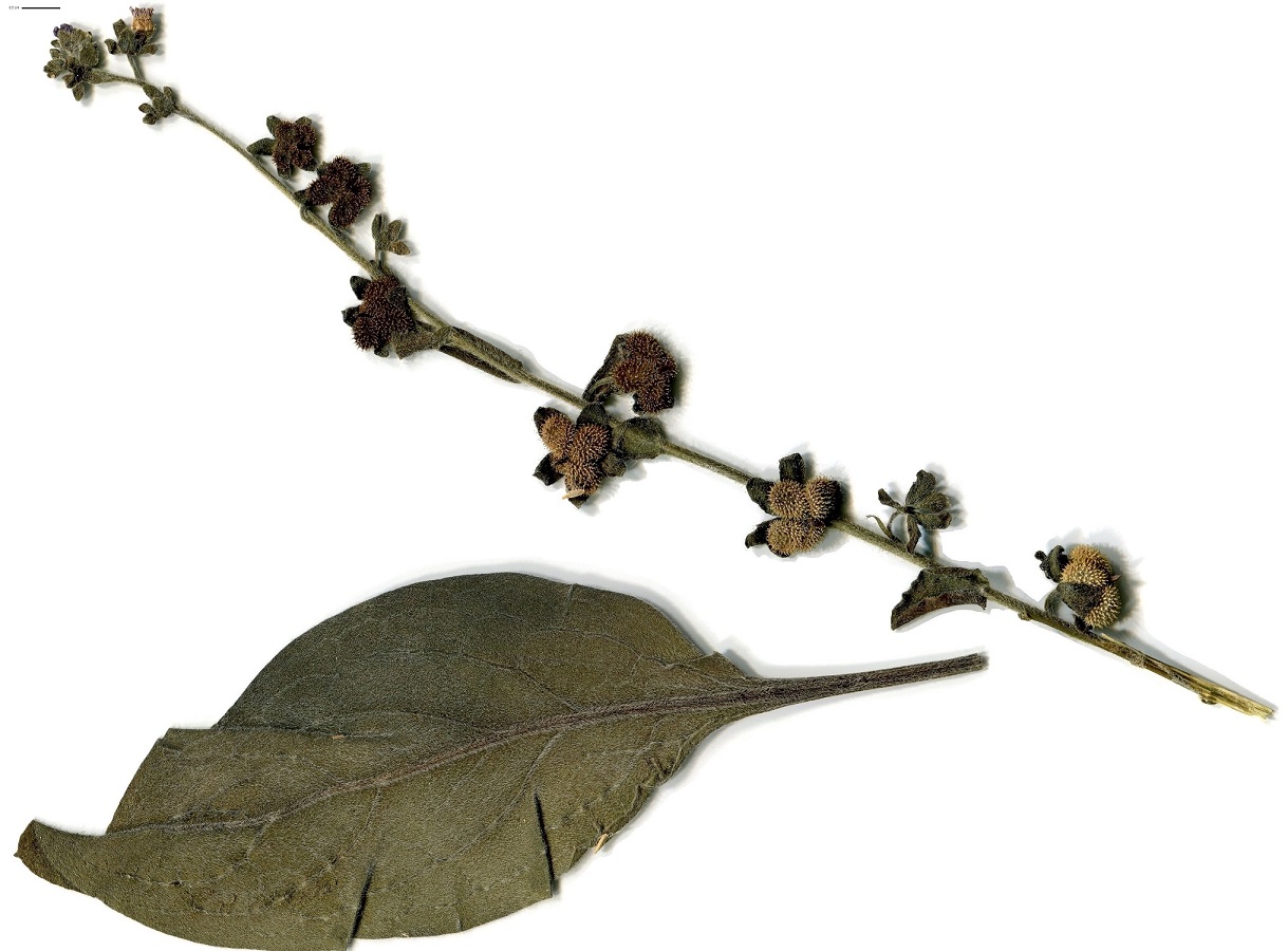 Cynoglossum officinale (Boraginaceae)